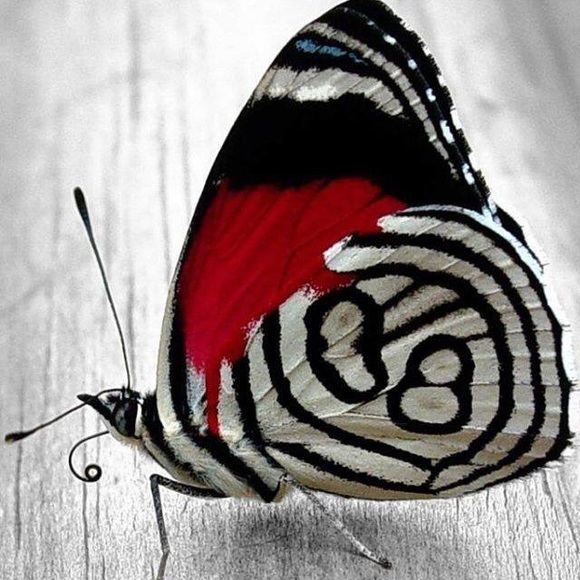 Meet your Posher, Barbara - Picture 1 of 1